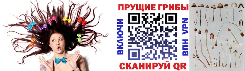 Галлюциногенные грибы Magic Shrooms  Купить  Нерчинск 